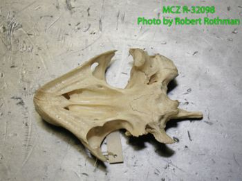 Media type: image;   Herpetology R-32098